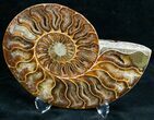 Gorgeous / Cut & Polished Ammonite #6880-2